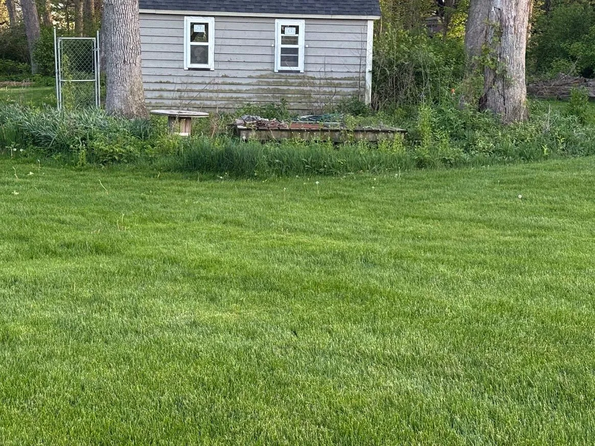 Fresh backyard lawn finish after Hernandez Landscape service