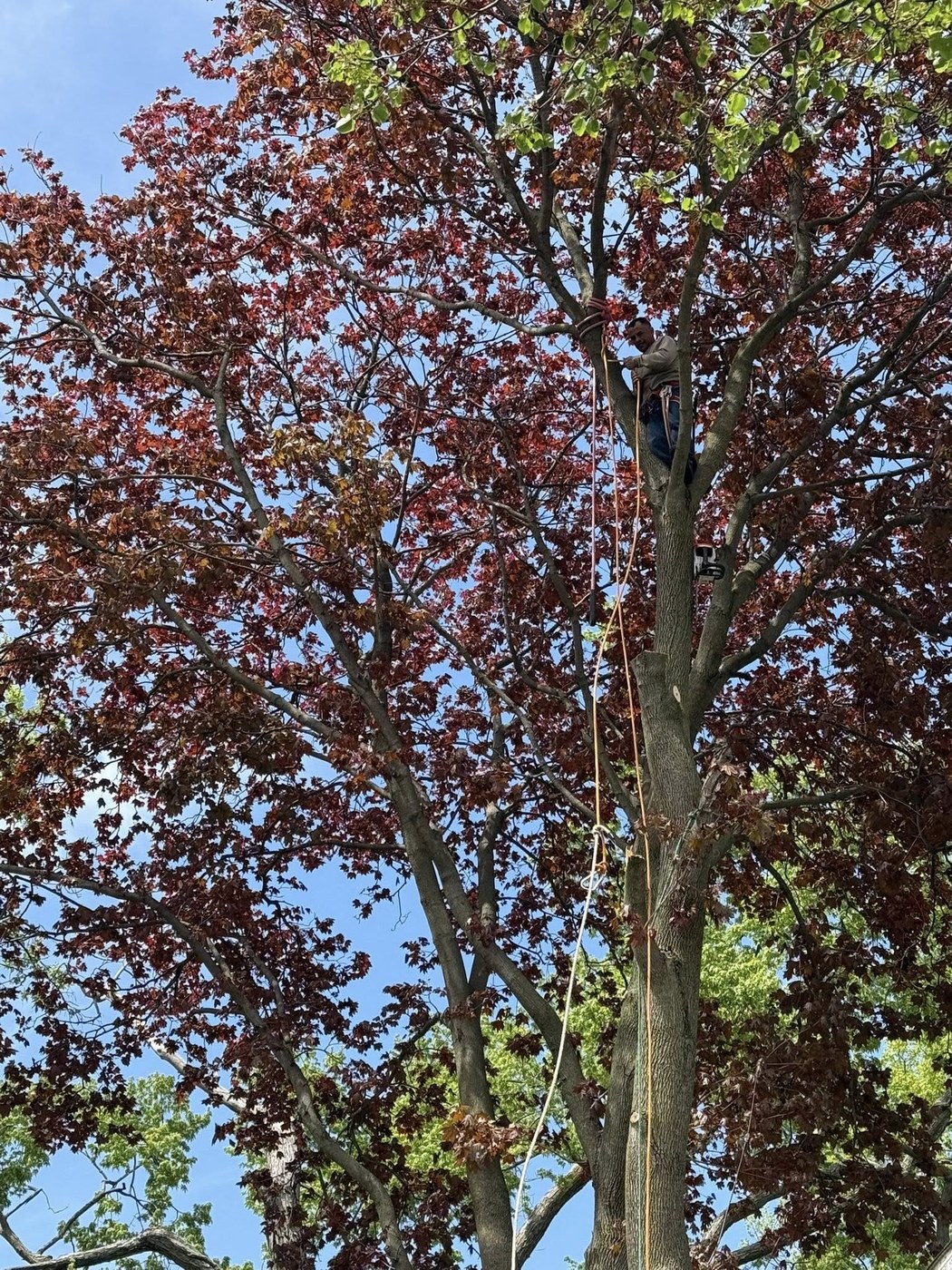 Hernandez tree service crew working safely in a large tree canopy