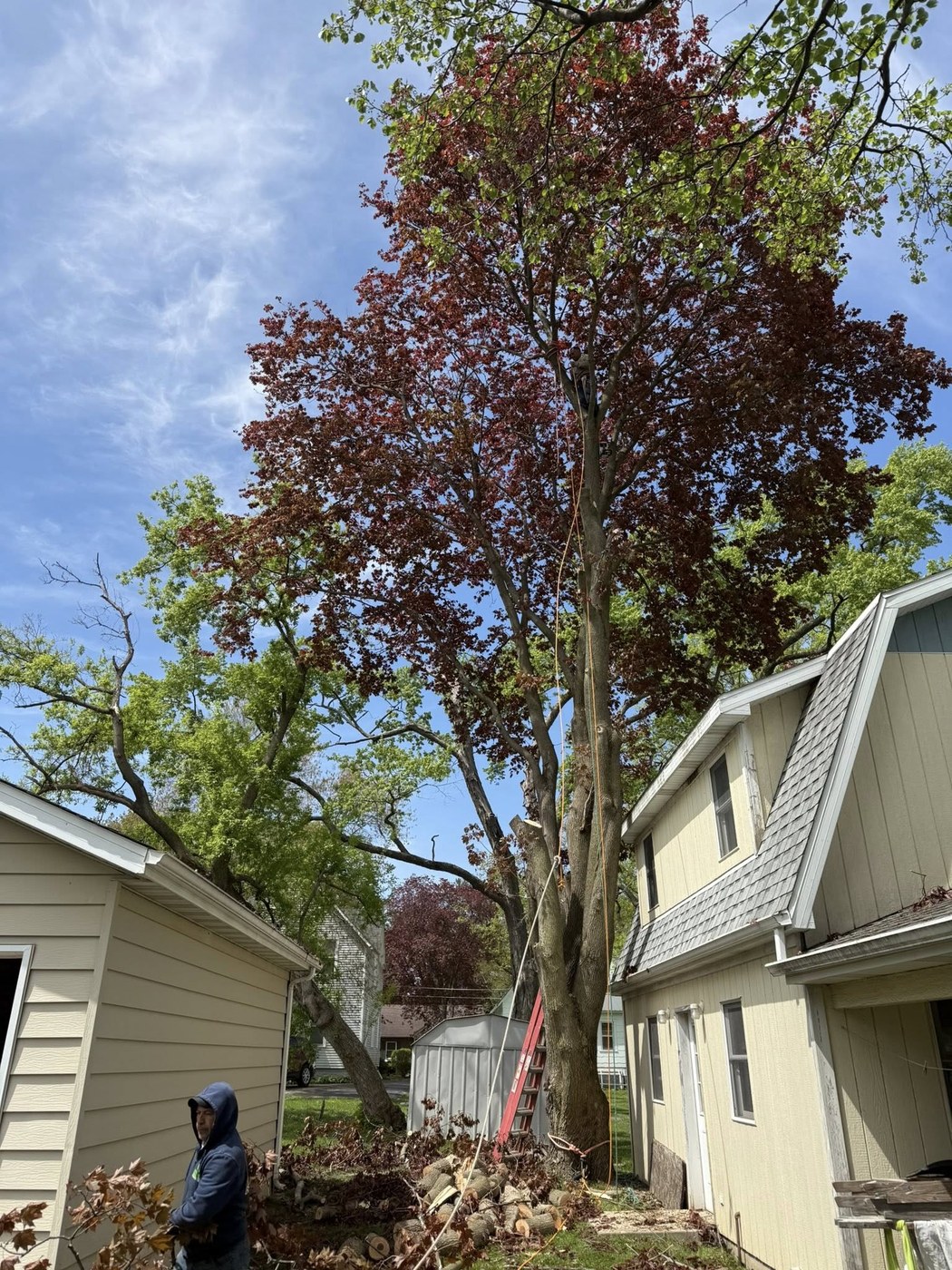 Tree climber working in a tall residential tree