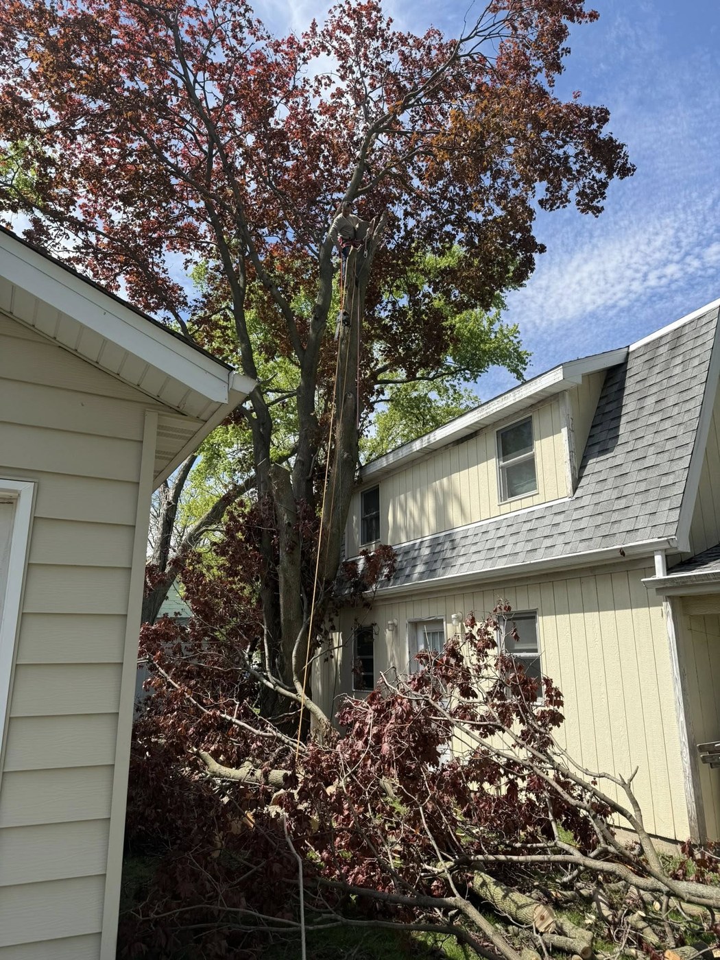 Tree service work near a residential roofline