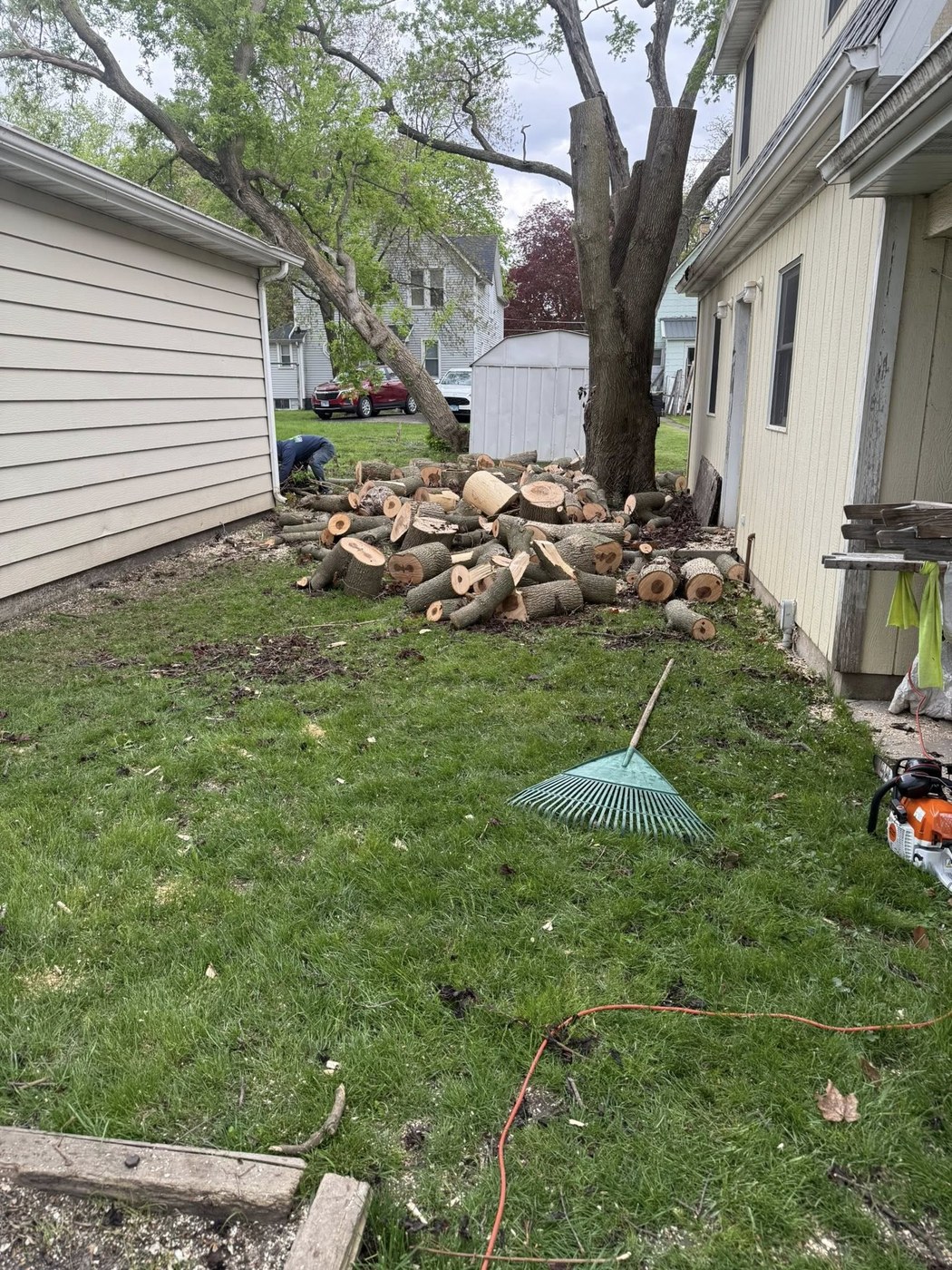 Cut logs after safe tree removal work
