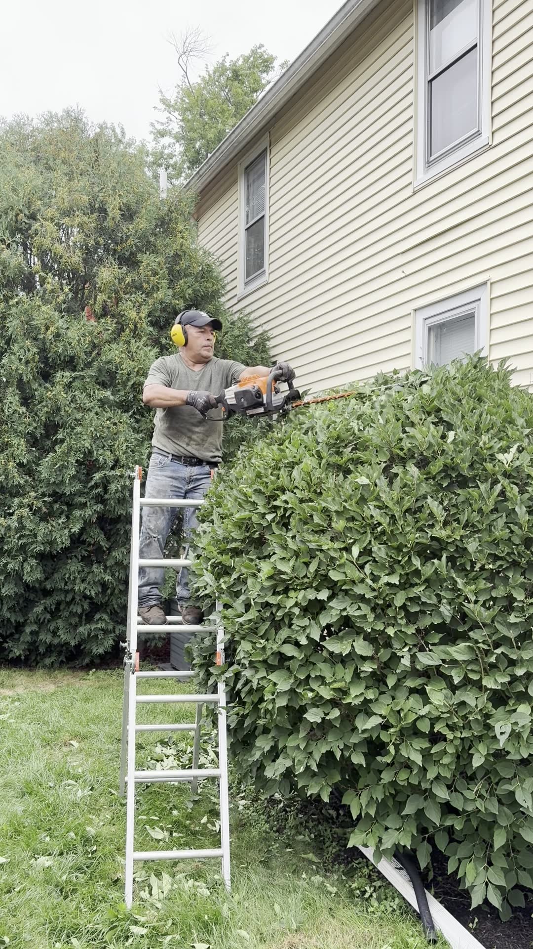 Worker trimming a large hedge