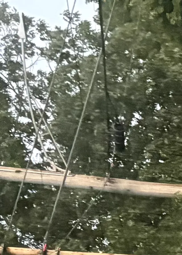 Professional tree trimming service