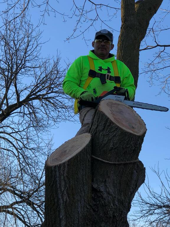 Arborist at work in tree